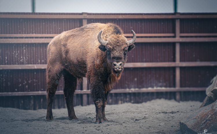 DSC03174-Enhanced-NR