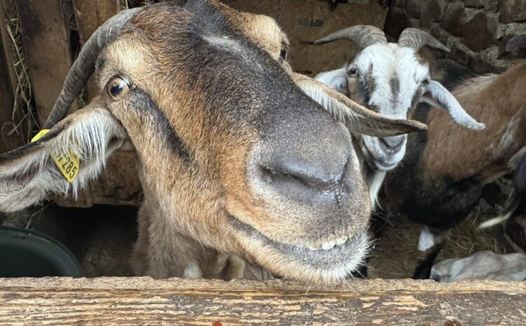 487779984_10230027613259158_2815642046205096187_n