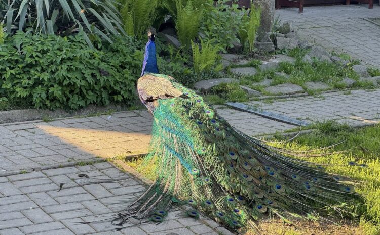 494924669_10230410426149241_6606837626776139001_n