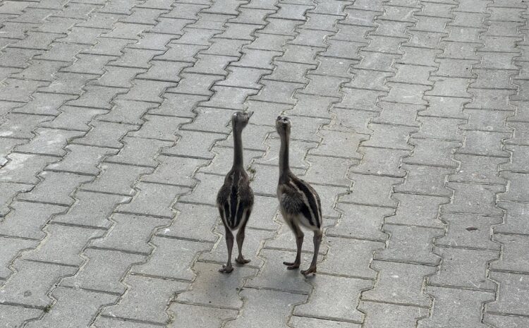 509707481_10231120009408379_3497256589715822551_n