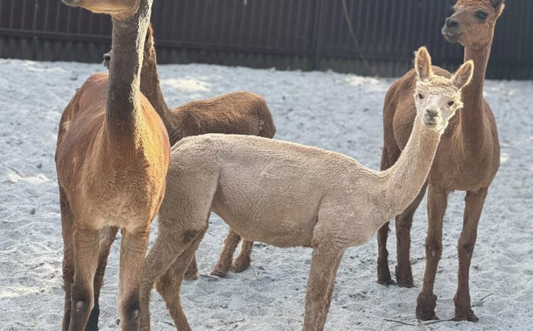 514516093_10231214954381944_7199311662842211128_n