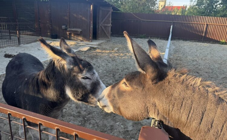 540536476_10231930274504500_7497414977900686078_n