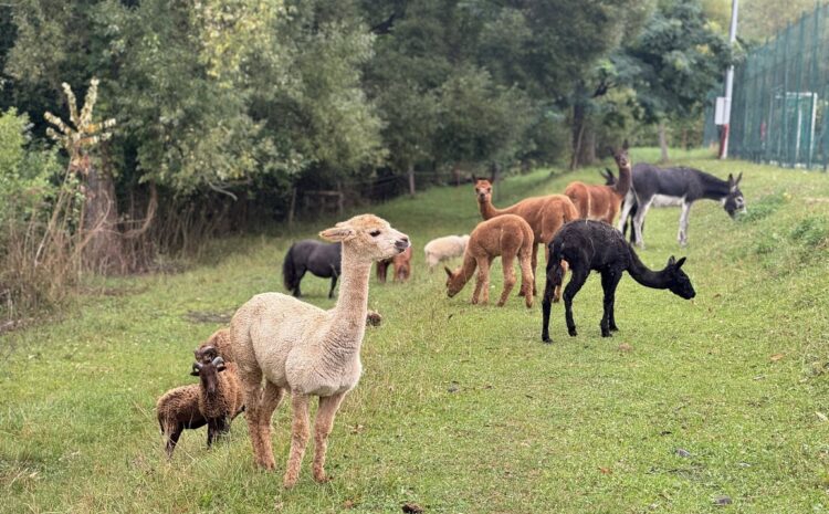 544302302_10232012329675828_4565979845166321018_n