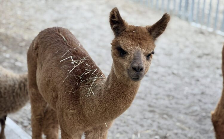 545254806_10232012330075838_6978383242929286154_n