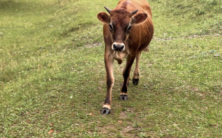 545255772_10232012332475898_2269837048321664506_n