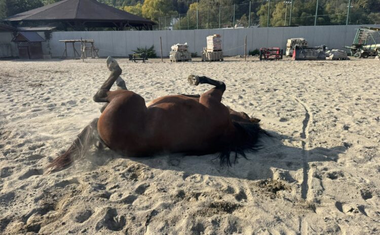 558175561_10232342386327038_7652950175633263922_n