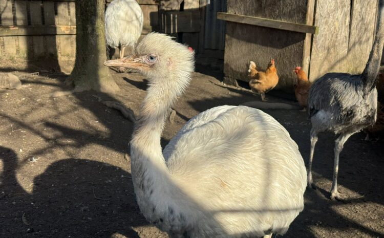 minifarma-snina-so-zubrom-matusom-vylet-12960-upload_full-1